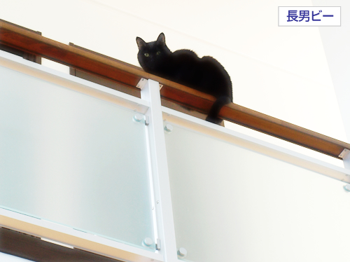 猫同士の絆_a0389088_17275918.jpg