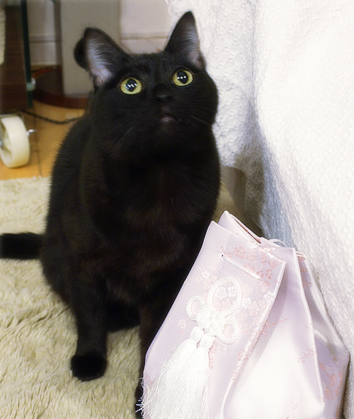 猫同士の絆_a0389088_17280018.jpg