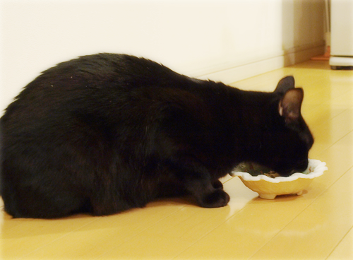 猫同士の絆_a0389088_17280021.jpg