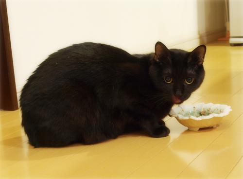 猫同士の絆_a0389088_17280047.jpg