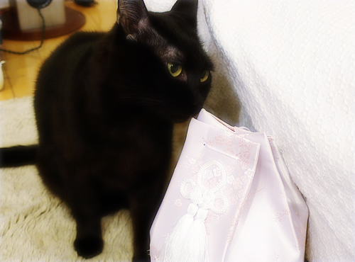 猫同士の絆_a0389088_17280076.jpg