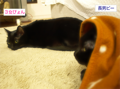 「かけがえ」はないけれど_a0389088_17280306.jpg