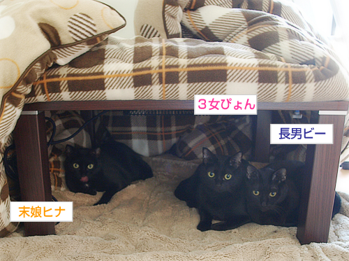 「かけがえ」はないけれど_a0389088_17280392.jpg