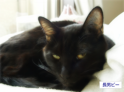 つぼみのチカラ_a0389088_17283727.jpg