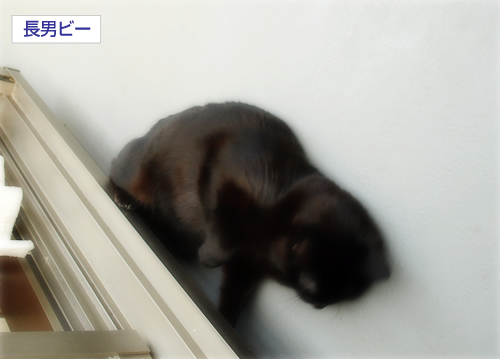 つぼみのチカラ_a0389088_17283786.jpg
