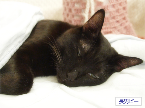 いつまでも_a0389088_17283916.jpg