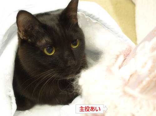 いつまでも_a0389088_17283998.jpg