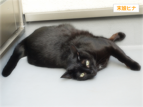 黒猫4匹腹ダンス_a0389088_17284416.jpg