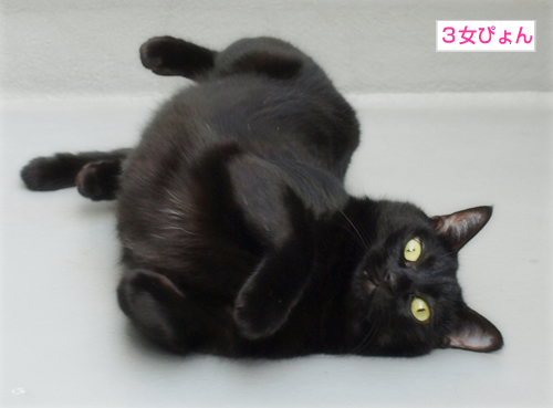 黒猫4匹腹ダンス_a0389088_17284428.jpg