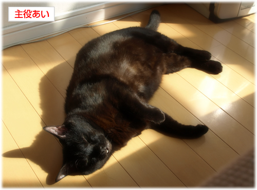 黒猫4匹腹ダンス_a0389088_17284442.jpg