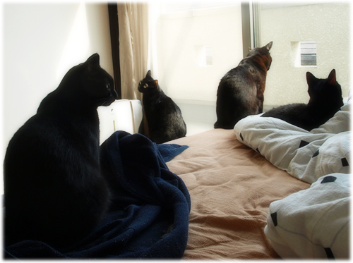 黒猫4匹腹ダンス_a0389088_17284495.jpg