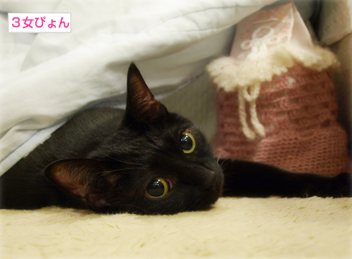 春を待つ猫_a0389088_17284526.jpg