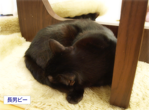 春を待つ猫_a0389088_17284536.jpg