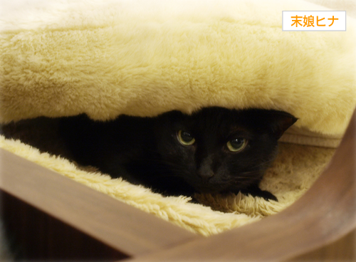 春を待つ猫_a0389088_17284596.jpg