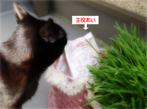 めいっぱいの光_a0389088_17285837.jpg