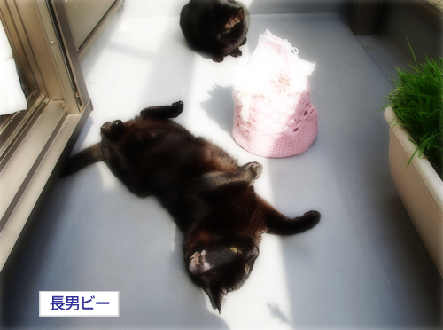 めいっぱいの光_a0389088_17285847.jpg