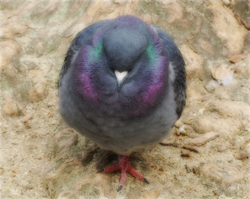 「生きづらさ」を癒す動物たち_a0389088_17292364.jpg