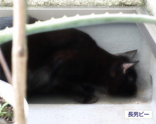 同じ空の下(14:22 NHKリンク先更新されました)_a0389088_17292800.jpg