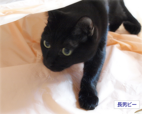 ぞくぞく増える黒猫…_a0389088_17294223.jpg