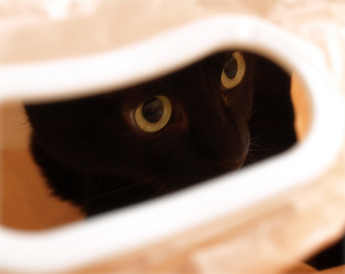 ぞくぞく増える黒猫…_a0389088_17294234.jpg