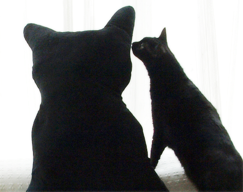 ぞくぞく増える黒猫…_a0389088_17294359.jpg