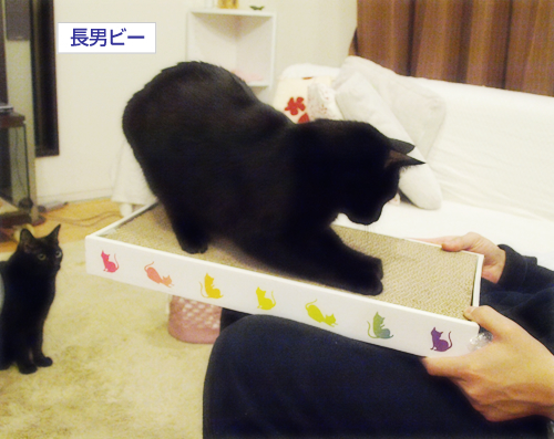 空中つめとぎ_a0389088_17294411.jpg