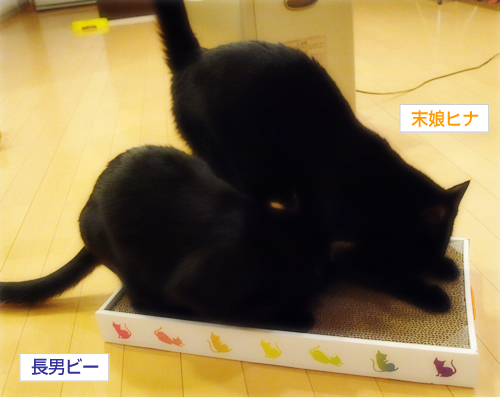 空中つめとぎ_a0389088_17294432.jpg