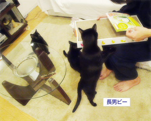 空中つめとぎ_a0389088_17294469.jpg