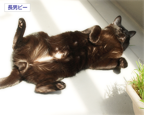 すべてのいのちに光を_a0389088_17294822.jpg