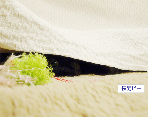 無邪気なキミは今…_a0389088_17295449.jpg
