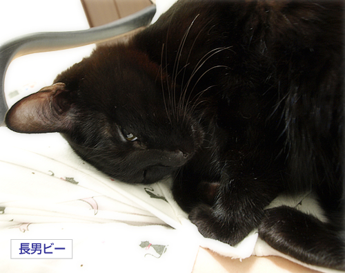 あまえたい夜_a0389088_17295617.jpg