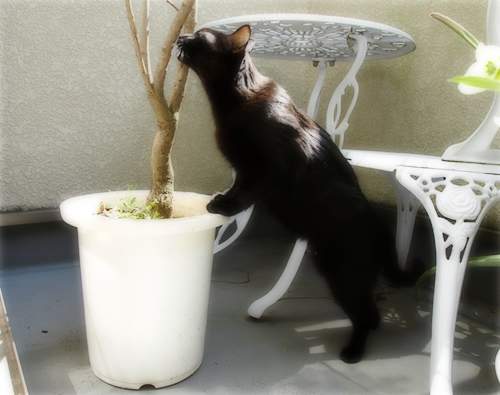 猫の老夫婦_a0389088_17295926.jpg