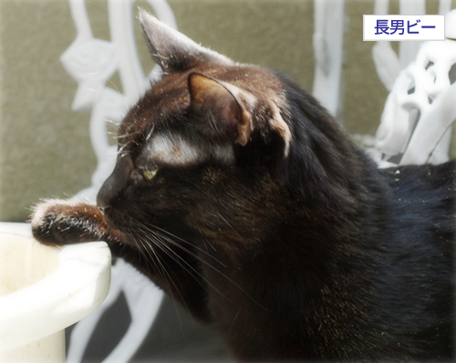 猫の老夫婦_a0389088_17295983.jpg