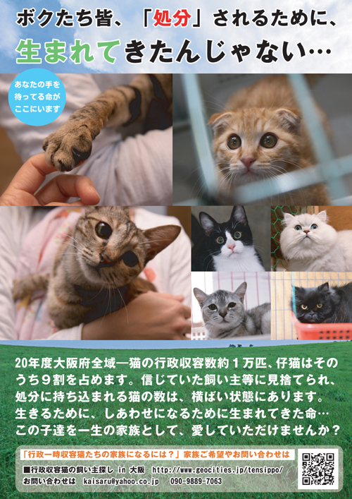 猫の老夫婦_a0389088_17300073.jpg