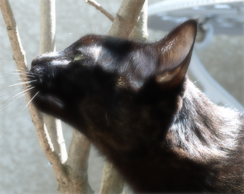 猫の老夫婦_a0389088_17300075.jpg