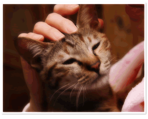 猫の老夫婦_a0389088_17300091.gif