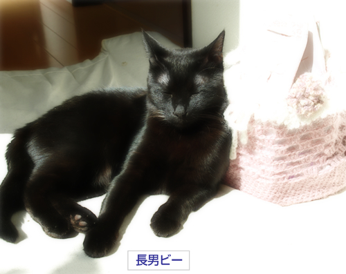 しっぽ~まきまき♪_a0389088_17300315.jpg