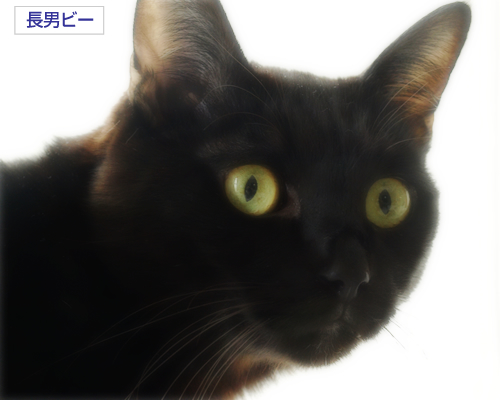 What's「どんくさい」_a0389088_17300421.jpg