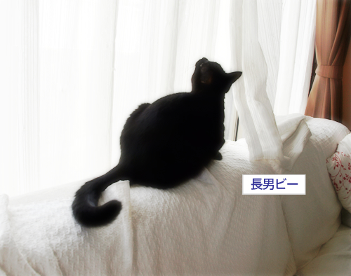 What's「どんくさい」_a0389088_17300482.jpg
