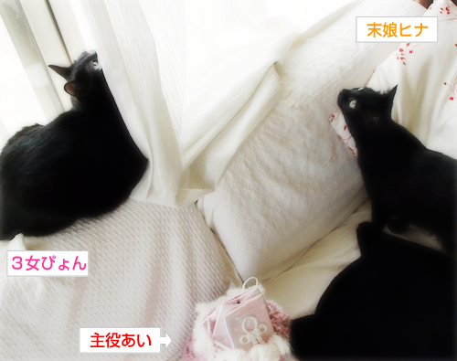 What's「どんくさい」_a0389088_17300548.jpg