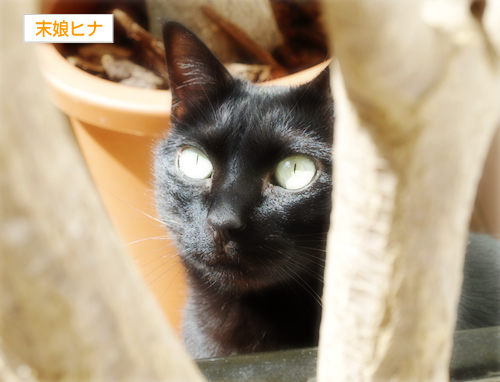 猫と木の不思議なオブジェ_a0389088_17300631.jpg