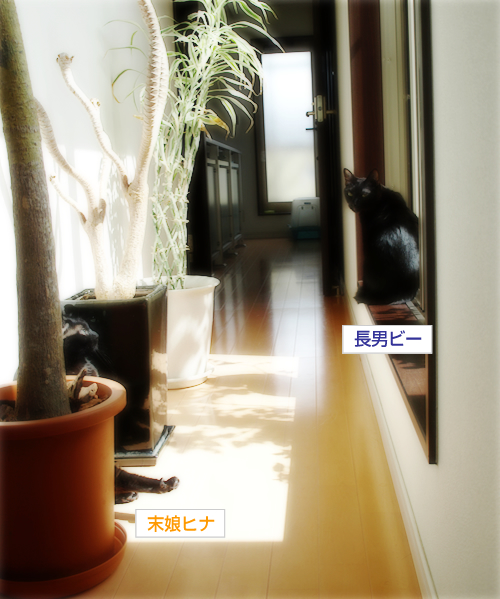 猫と木の不思議なオブジェ_a0389088_17300632.jpg
