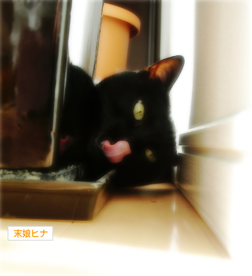 猫と木の不思議なオブジェ_a0389088_17300720.jpg