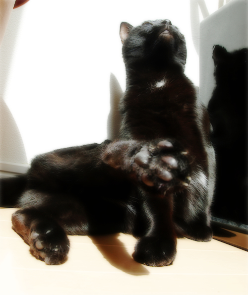 猫と木の不思議なオブジェ_a0389088_17300742.jpg
