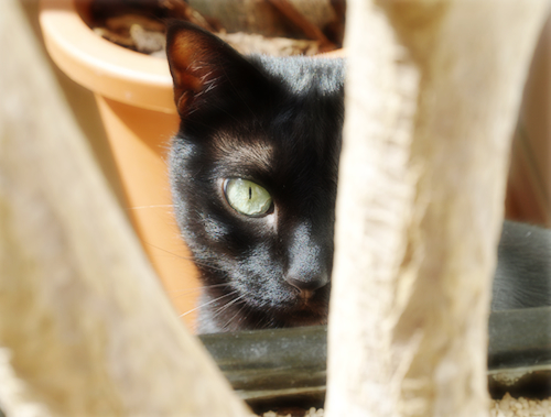猫と木の不思議なオブジェ_a0389088_17300770.jpg