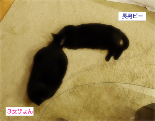 猫セクハラ_a0389088_17301310.jpg