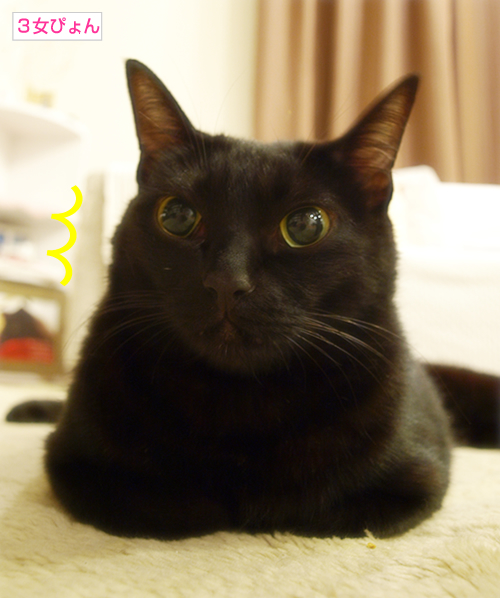 猫セクハラ_a0389088_17301337.jpg