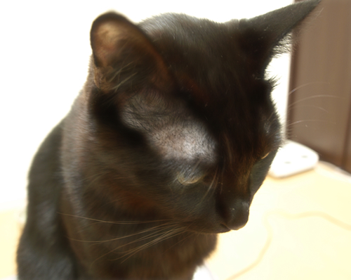 解決はできません_a0389088_17301344.jpg