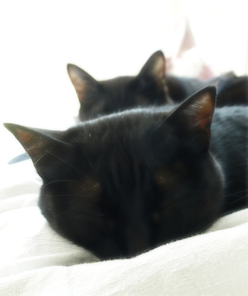 いつしか絆が…_a0389088_17301699.jpg