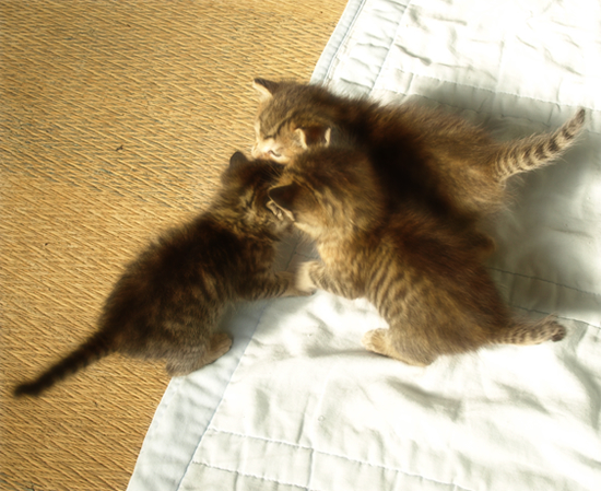 光射す道へ(生後2週間の子猫)_a0389088_17303218.jpg